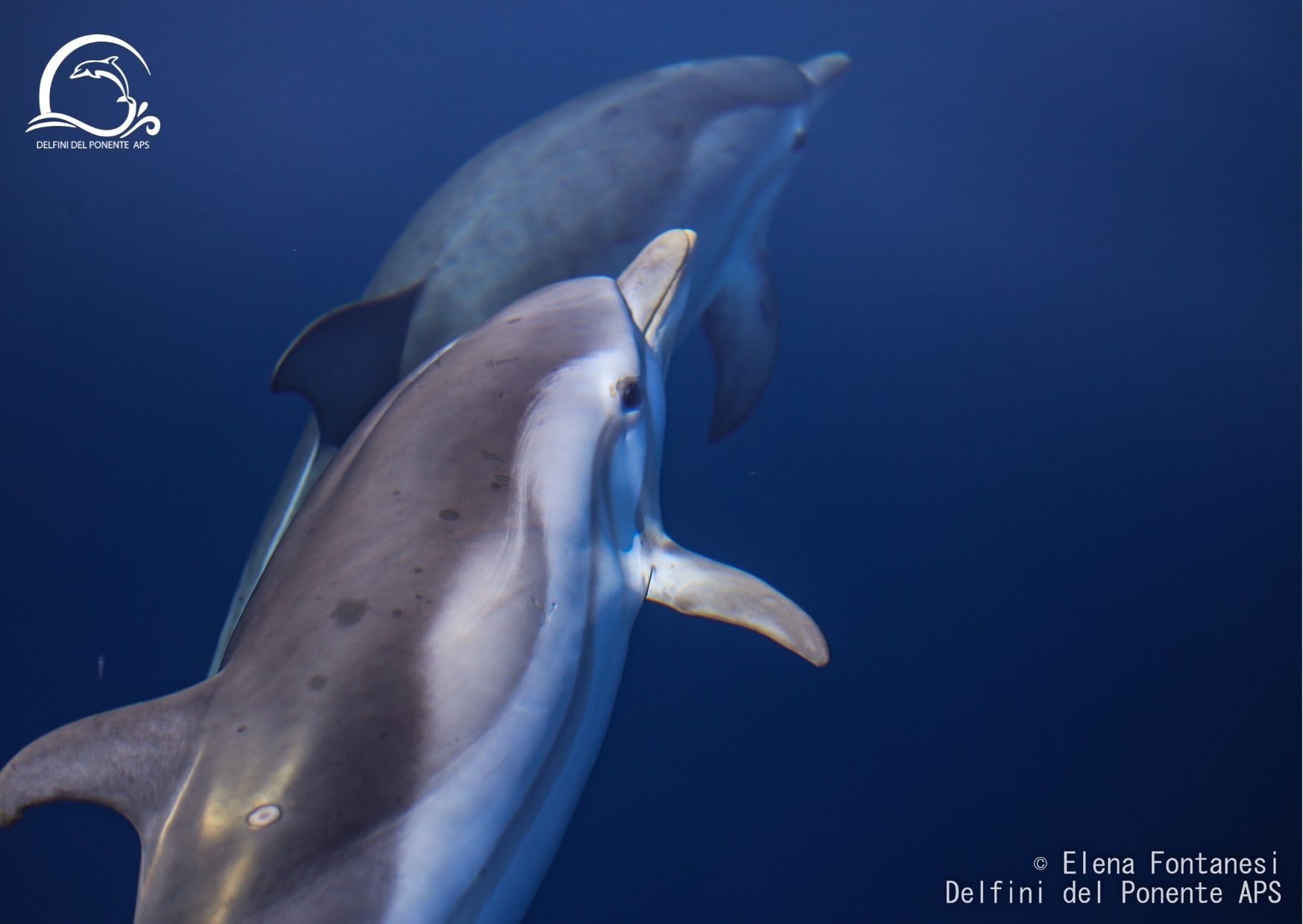 associazione aps delfini del ponente delfino