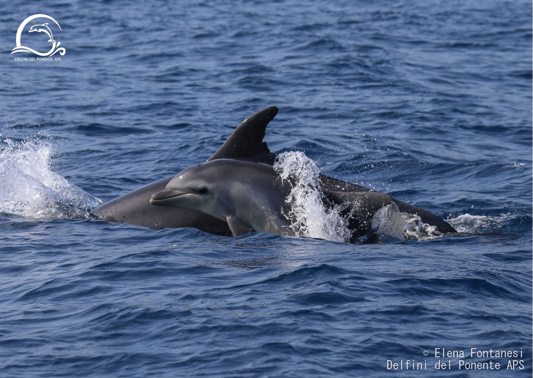 associazione aps delfini del ponente delfino_02