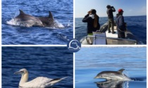 Un anno di Delfini del Ponente: "Inquinamento e imbarcazioni i veri nemici dei cetacei"