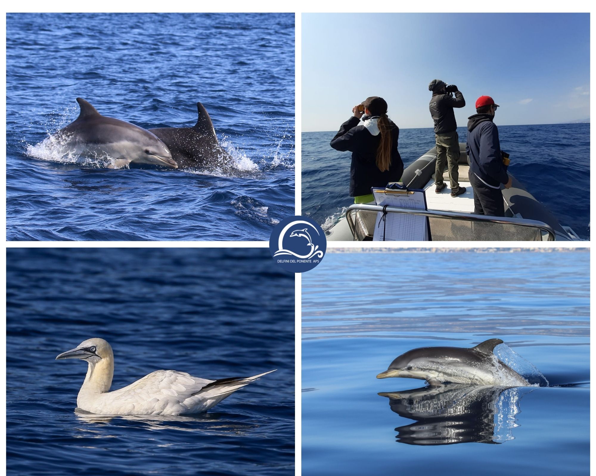 associazione aps delfini del ponente delfino_03