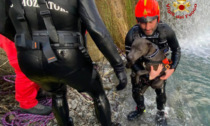 Il video del cane Django finito in una cascata e ritrovato dopo 24 ore dai Vigili del Fuoco