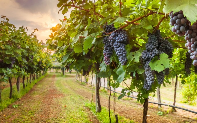 Un milione e mezzo per l’agrobiodiversità ligure