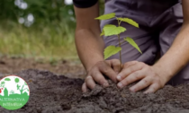 Da Alternativa Intemelia una raccolta fondi per "Far rinascere un bosco"