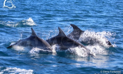 Avvistamento record di delfini al largo di Imperia. Foto