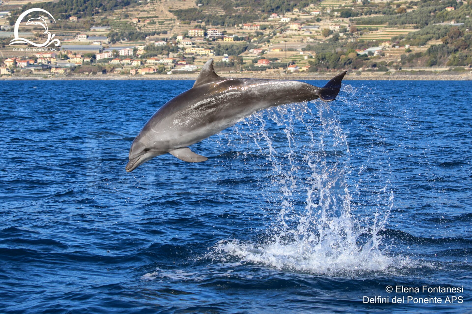 associazione delfini del ponente _04