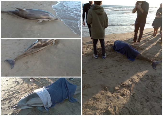 Morto un  piccolo di delfino spiaggiato a Imperia