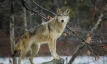 Attacchi dei lupi: la Regione apre un tavolo tecnico con le associazioni