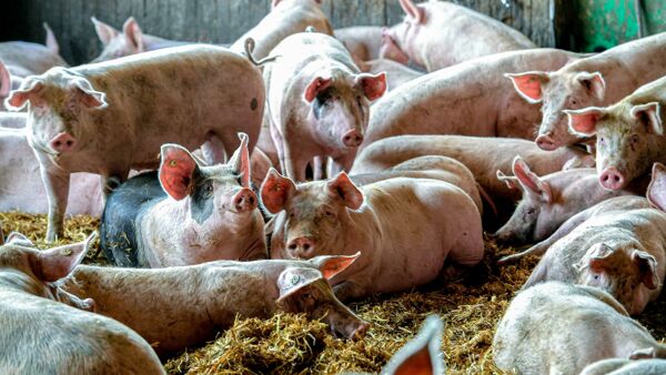 Regione convoca task force per la peste suina