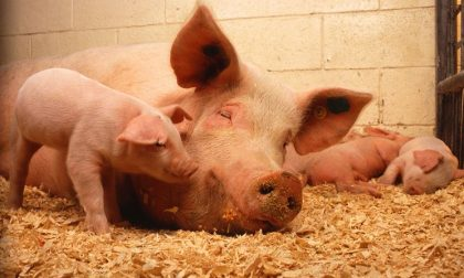 Altri 5 casi accertati di peste suina in Piemonte e Liguria