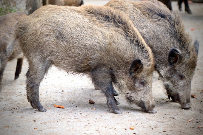 Salvati tre cuccioli di cinghiale rimasti incastrati nella rete di un cantiere