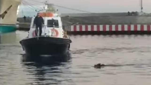 Cinghiale fa il bagno nelle acque di Sanremo