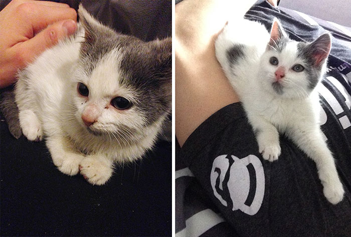 rescue-cat-abandoned-before-after-102__700