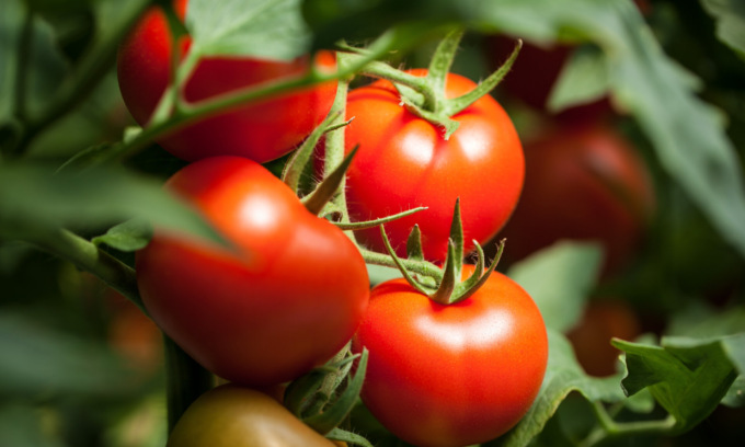Oggi ultimo giorno per i semi di pomodoro con La Riviera