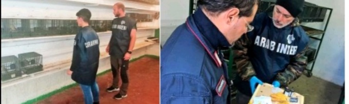 Carabinieri scoprono business illecito sugli uccelli da richiamo