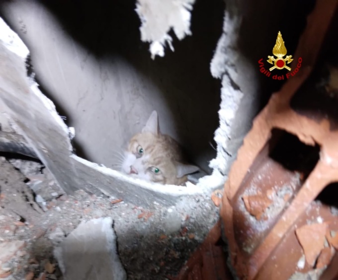 Gatto cade nel camino: salvato dai Vigili del Fuoco