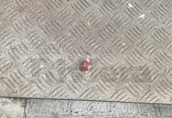 Denunciata la presenza di bocconi avvelenati in piazza San Siro a Sanremo