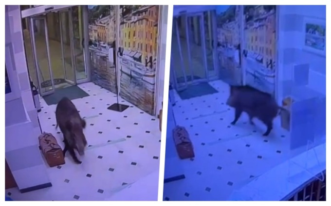 Il video del cinghiale che sfonda la porta ed entra nella hall di un hotel