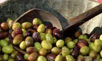 Proposto riconoscimento IGP per le olive taggiasche liguri