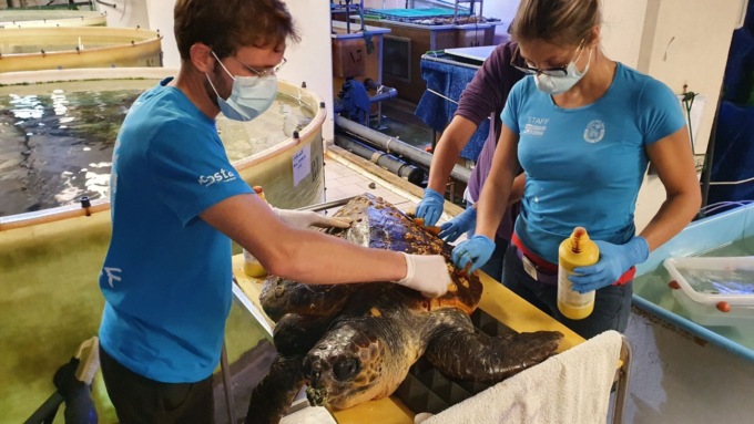 Soccorsa a Diano Marina una Caretta di 45kg