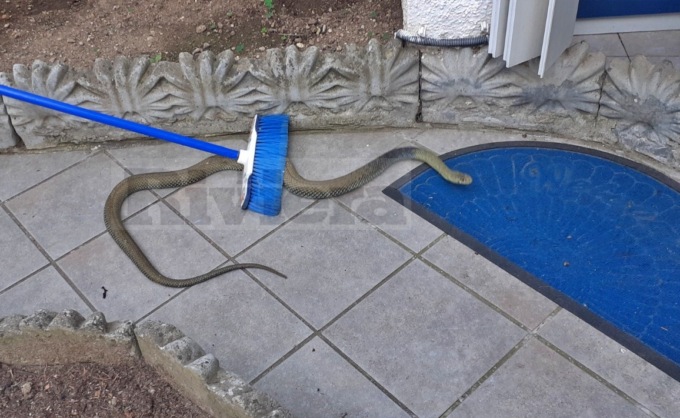 Recuperato serpente di due metri nel ripostiglio di un’abitazione