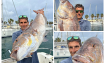 Un dentice record da 10 kg pescato a Imperia davanti a Porto Maurizio