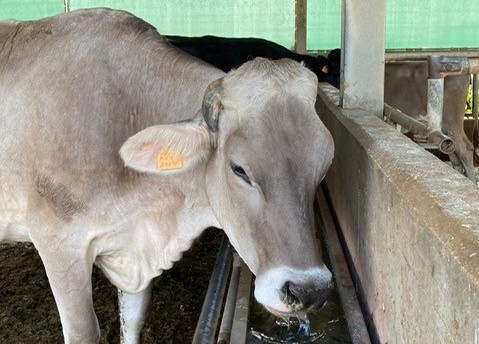 “Non c’è acqua, il nostro bestiame rischia di morire di sete”