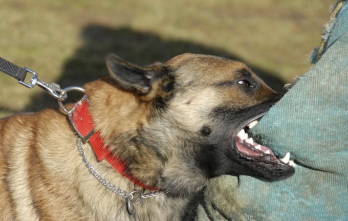 Palazzo Bellevue prepara il corso per proprietari di cani
