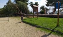 Crolla pino ai giardinetti di Ventimiglia sfiorata una donna