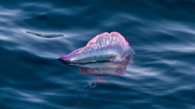 Avvistata nel Mar Ligure la pericolosissima Caravella Portoghese