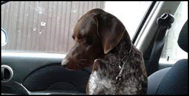 Cane chiuso per ore in macchina sotto il sole, intervento dei Vigili del Fuoco e Carabinieri