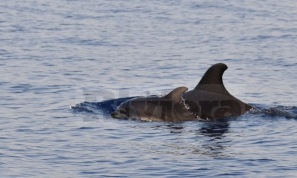Avvistato dall'associazione Delfini del Ponente il primo neonato del 2022. Foto
