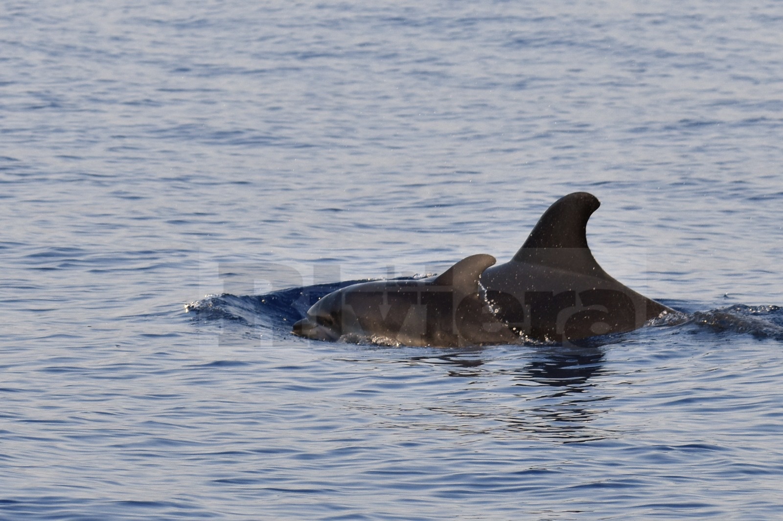 delfini del ponente foto davide ascheri neonato delfino