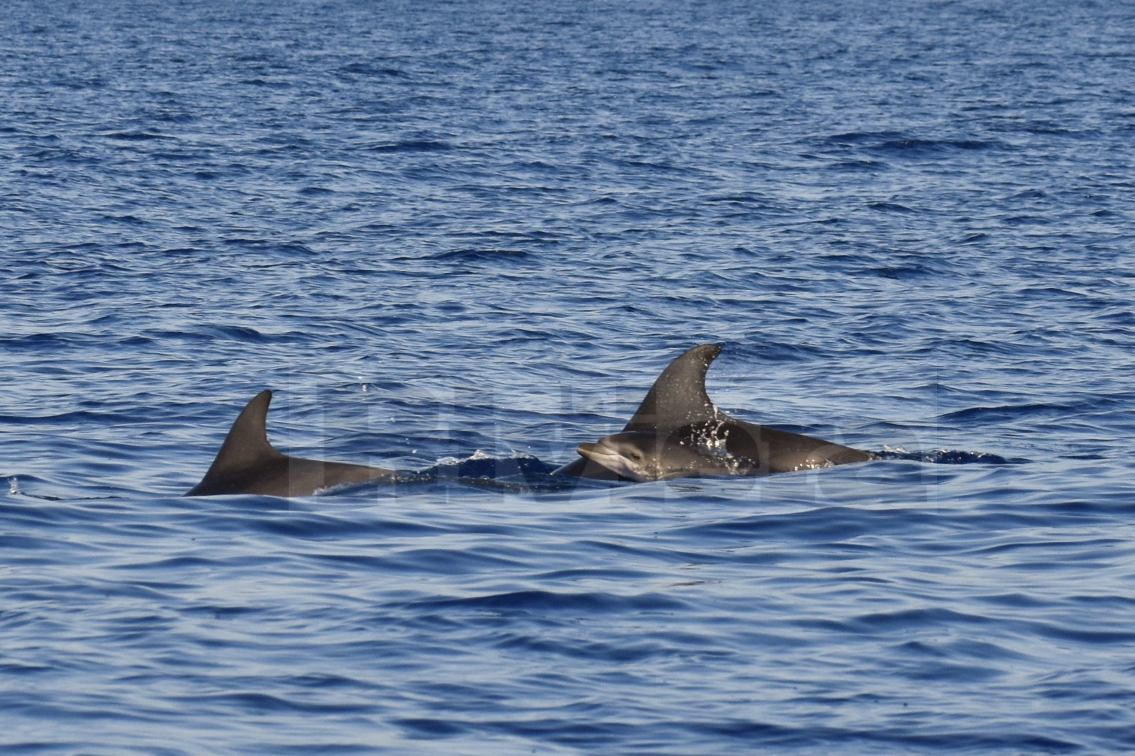 delfini del ponente foto davide ascheri neonato delfino _02