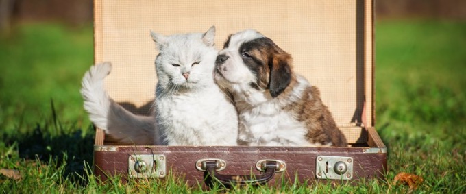 In arrivo anche in Liguria il pet-passport per cani, gatti e furetti