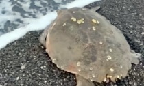 Per la prima volta una tartaruga marina avvistata sulla spiaggia