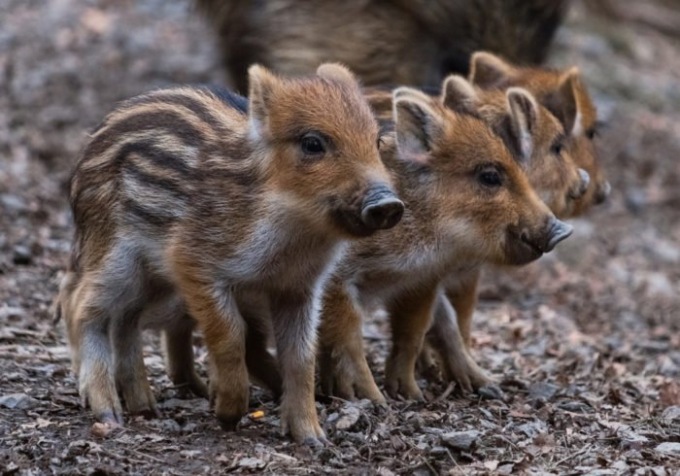 Animalisti insorgono per i cuccioli di cinghiale abbattuti a fucilate