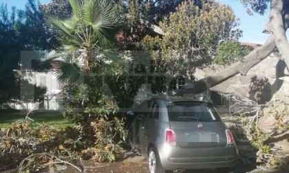 Bordighera: crolla un grosso ramo della "Scibretta", danneggiata un'auto