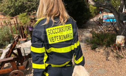 Fuochi d'artificio a Dolceacqua, attivo il pronto soccorso veterinario