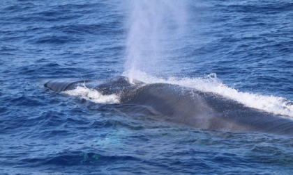 Nel cuore del Santuario Pelagos: viaggio tra i cetacei del Mediterraneo