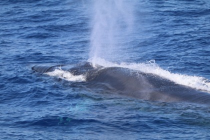 Nel cuore del Santuario Pelagos: viaggio tra i cetacei del Mediterraneo