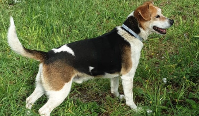 Bottiglietta d’acqua per rimuovere le deiezioni, scatta l’obbligo per i proprietari di cani