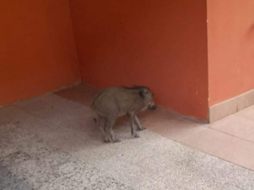 Primo giorno di scuola…anche per un cinghiale