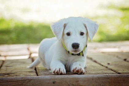 Festeggia la Giornata internazionale del cane con La Riviera e OPS Media