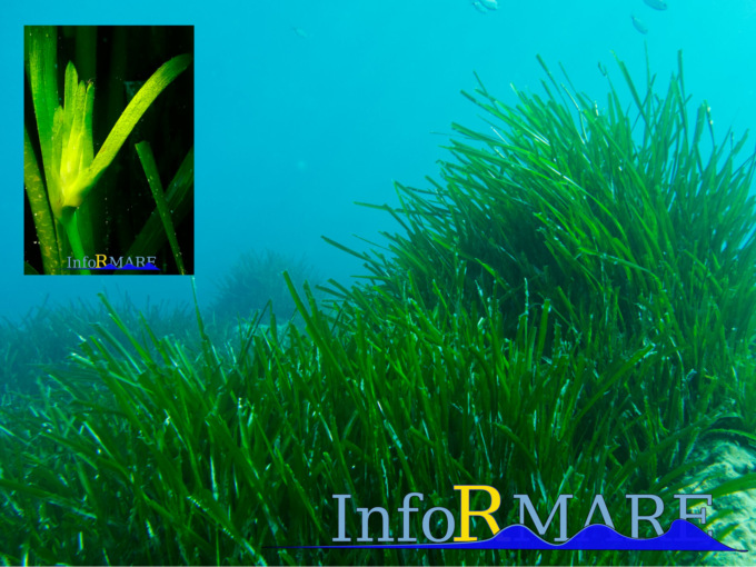 Posidonia Cervo