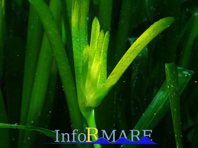 Spettacolare fioritura di Posidonia al largo di Cervo
