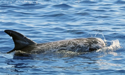 Un gruppo di 60 delfini avvistati nel mare del Ponente
