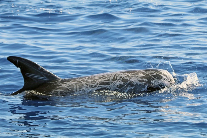 Un gruppo di 60 delfini avvistati nel mare del Ponente