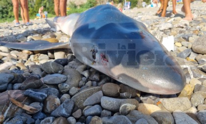Uno squalo verdesca è spiaggiato a Bussana di Sanremo