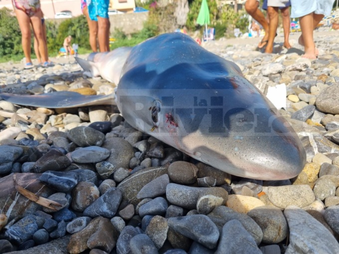 Uno squalo verdesca è spiaggiato a Bussana di Sanremo