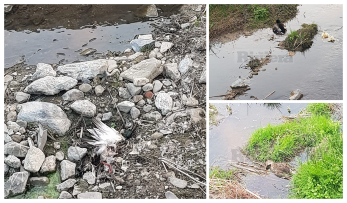 Misteriosa moria di germani reali alla foce nel torrente Caramagna di Imperia